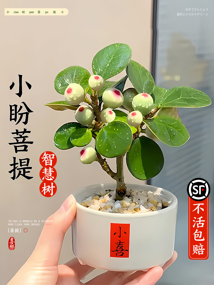 小盼菩提树盆栽带果老桩盆景办公室绿植客厅桌面植物室内禅意摆件