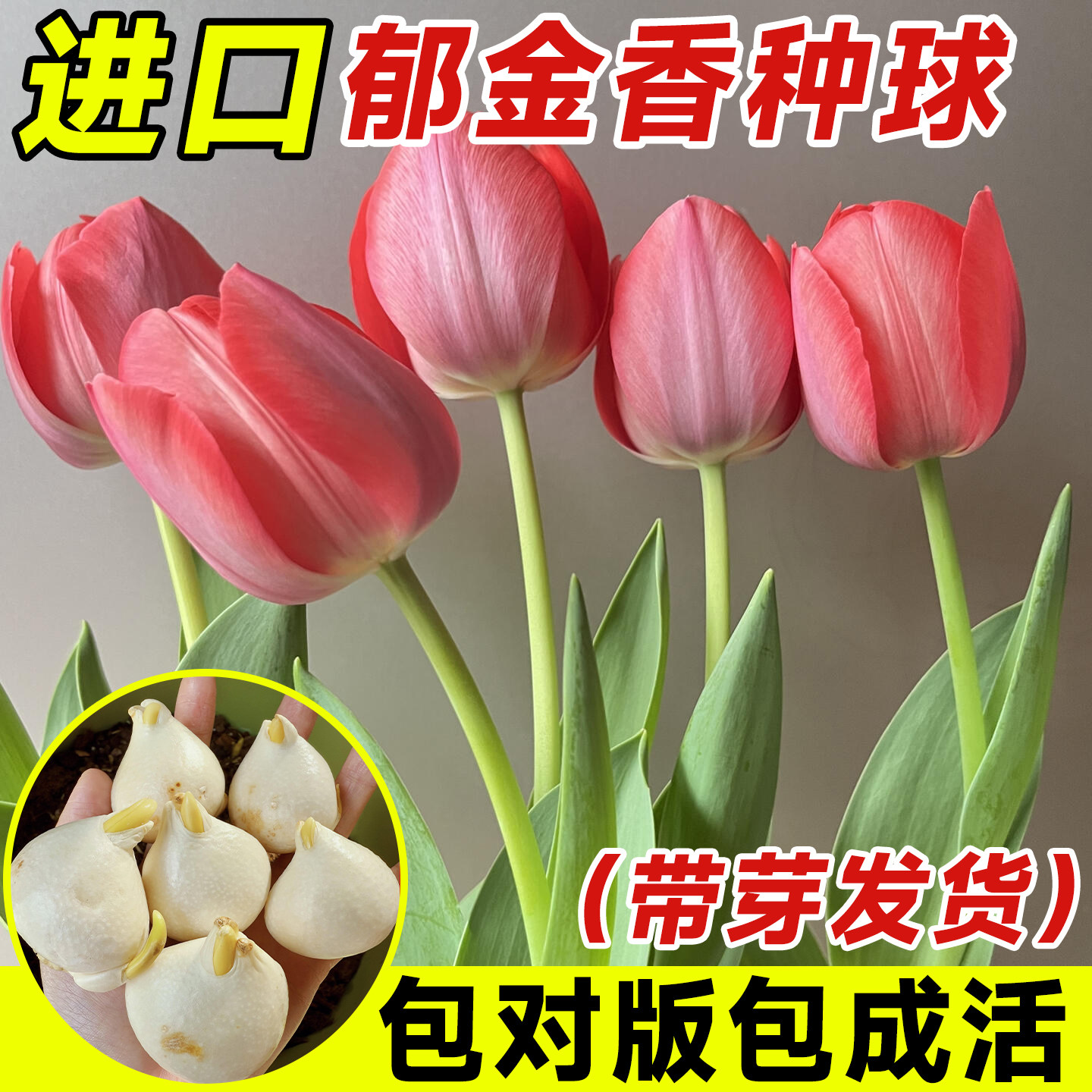 郁金香进口种球水培花卉植物室内土培四季开花盆栽花苗水养好成活