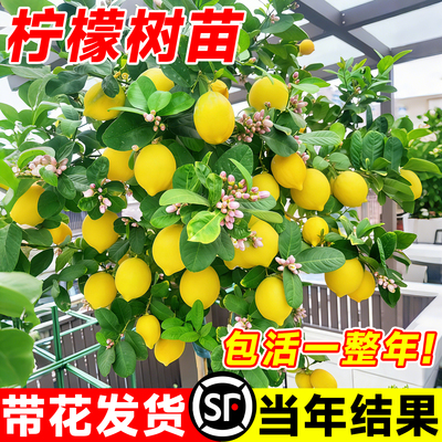 正宗台湾香水柠檬树苗带果盆栽