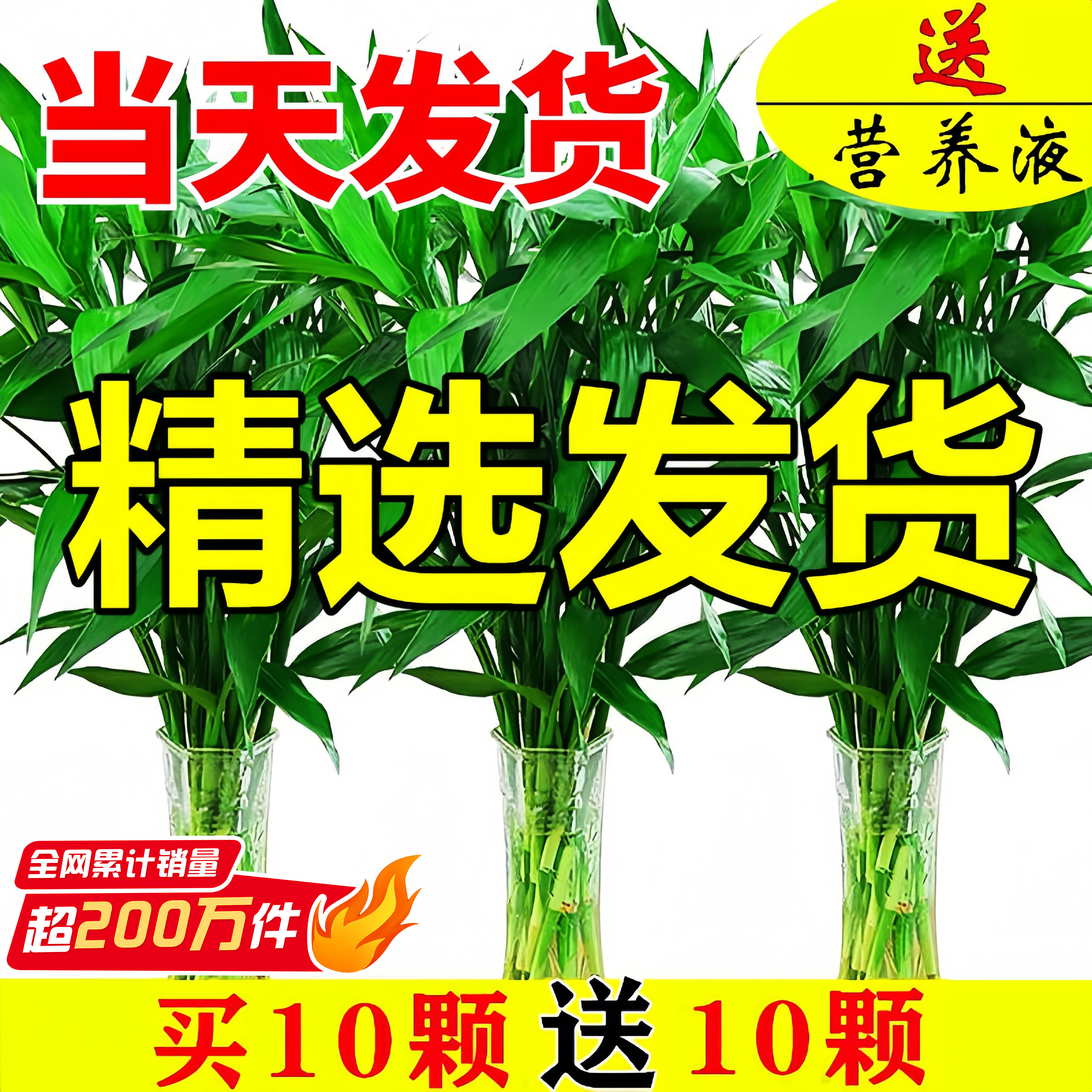 富贵竹水培植物客厅粗枝带根室内花卉绿植观音竹转运竹子盆栽鱼缸