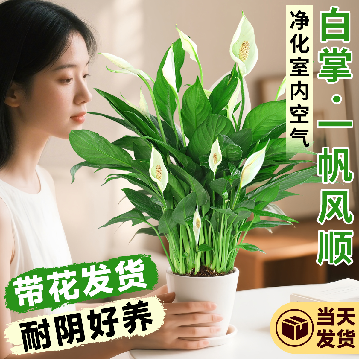 一帆风顺白掌盆栽水培室内绿植物