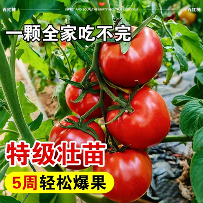 老品种番茄苗秧沙瓤西红柿