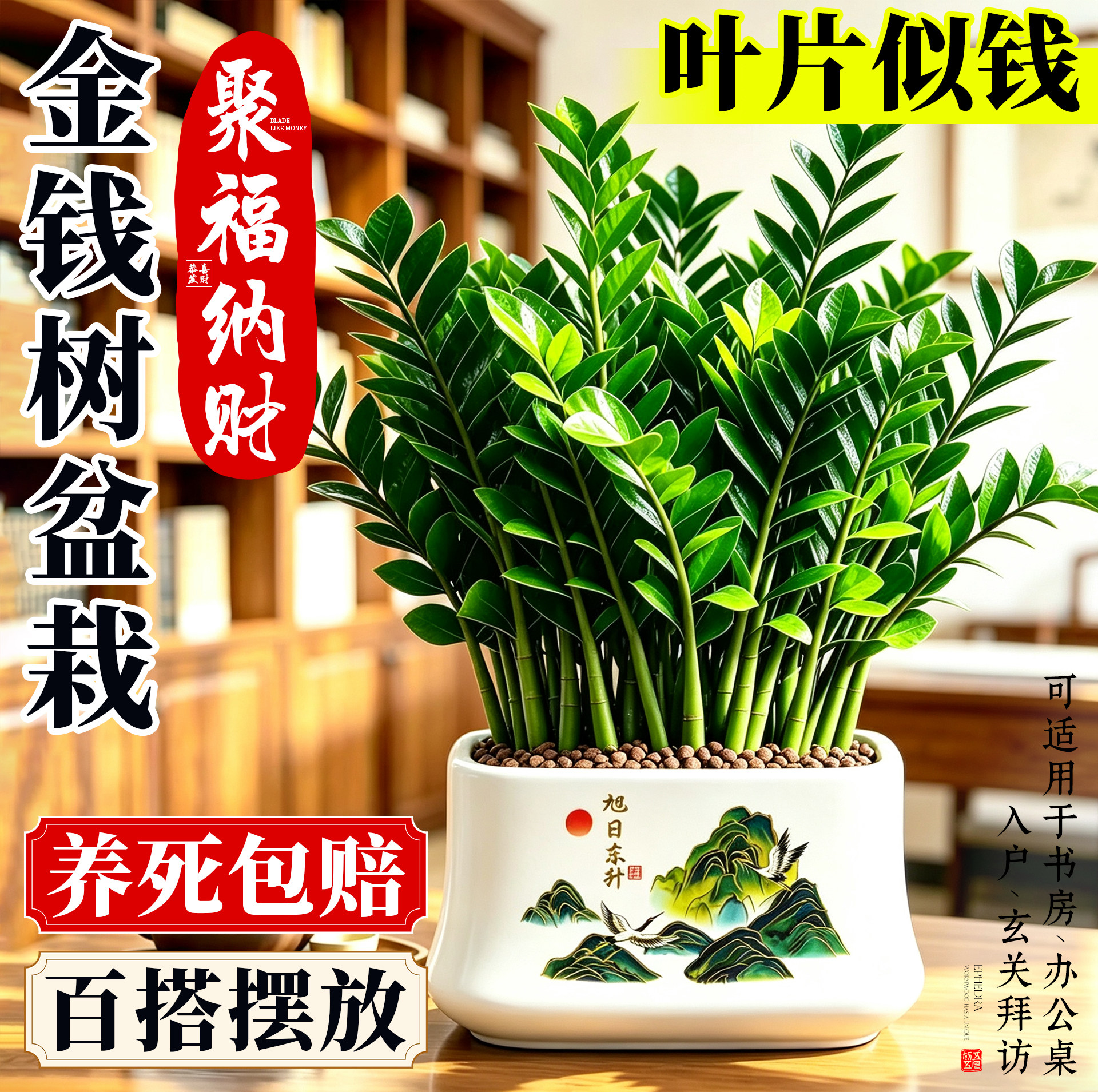 金钱树盆栽室内客厅招财绿植办公
