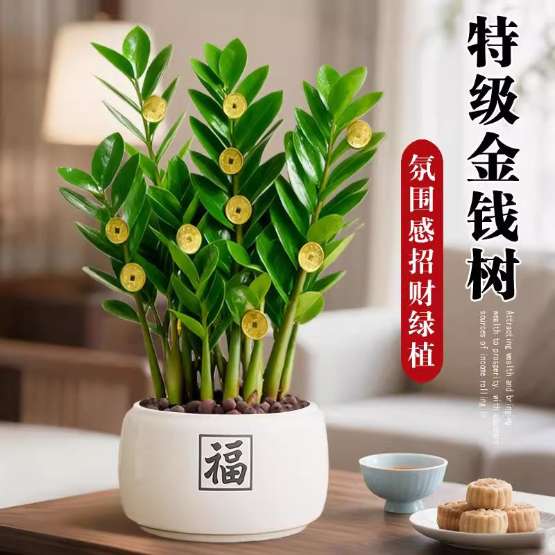 爱你一万年金钱树盆栽客厅桌面小绿植17.6元