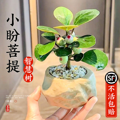 【招财旺运】小盼菩提桌面盆栽