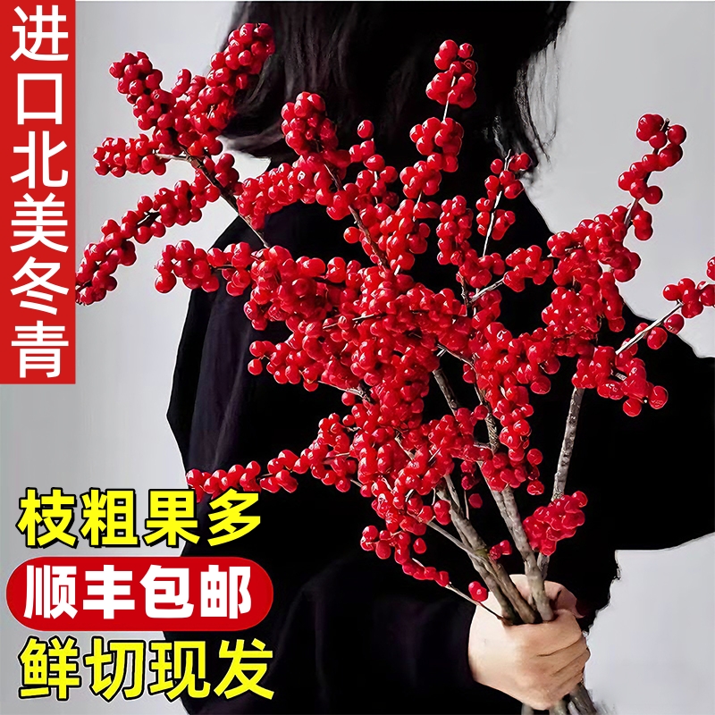 北美冬青切枝红果鲜切花鲜花水培植物绿植室内年宵花卉真花好养活