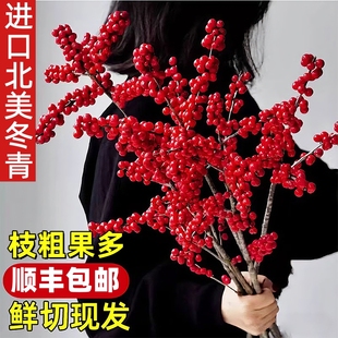 北美冬青切枝红果鲜切花鲜花水培植物绿植室内年宵花卉真花好养活