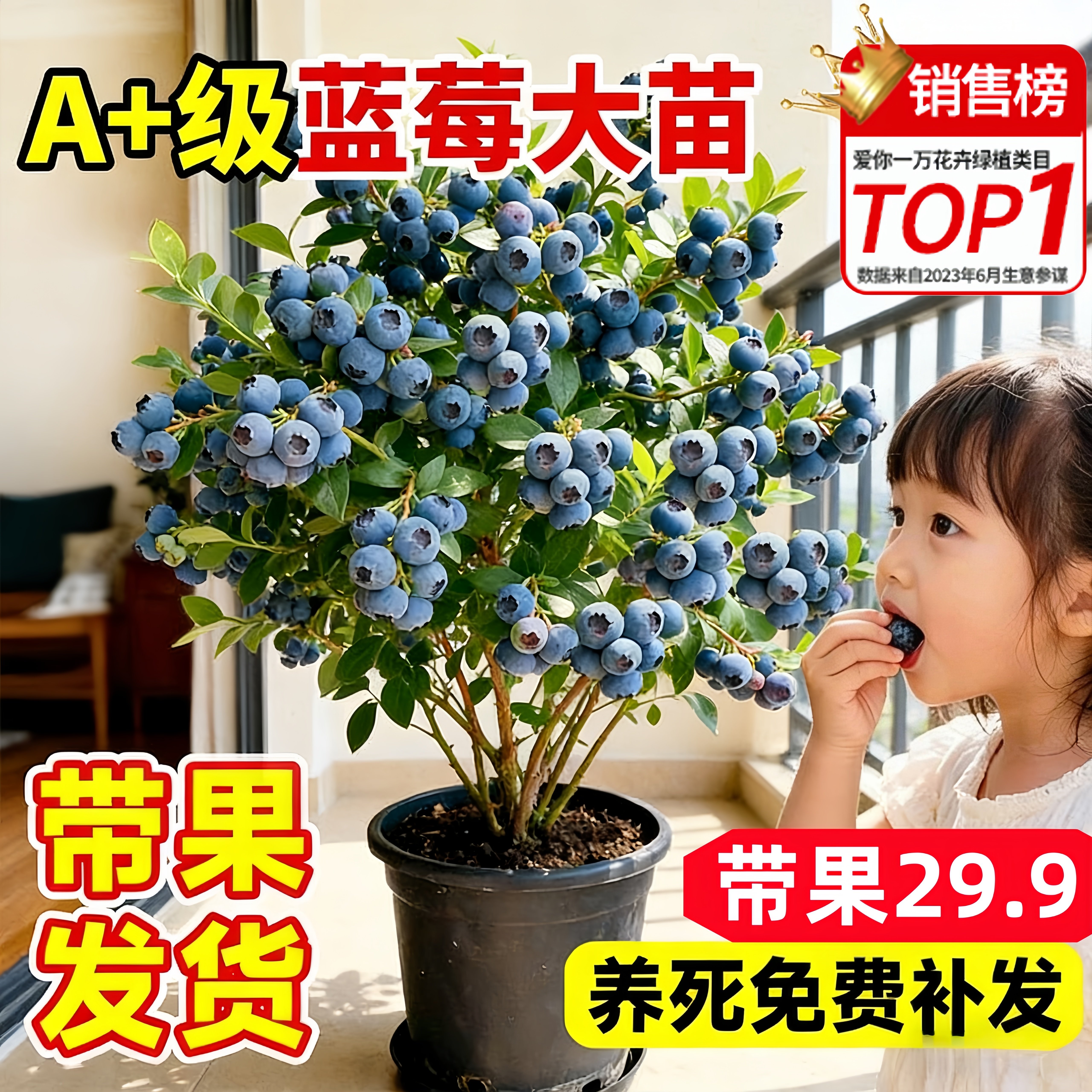 幼儿园绿植物蓝莓树果苗盆栽树苗特大号带果阳台办公室内四季结果