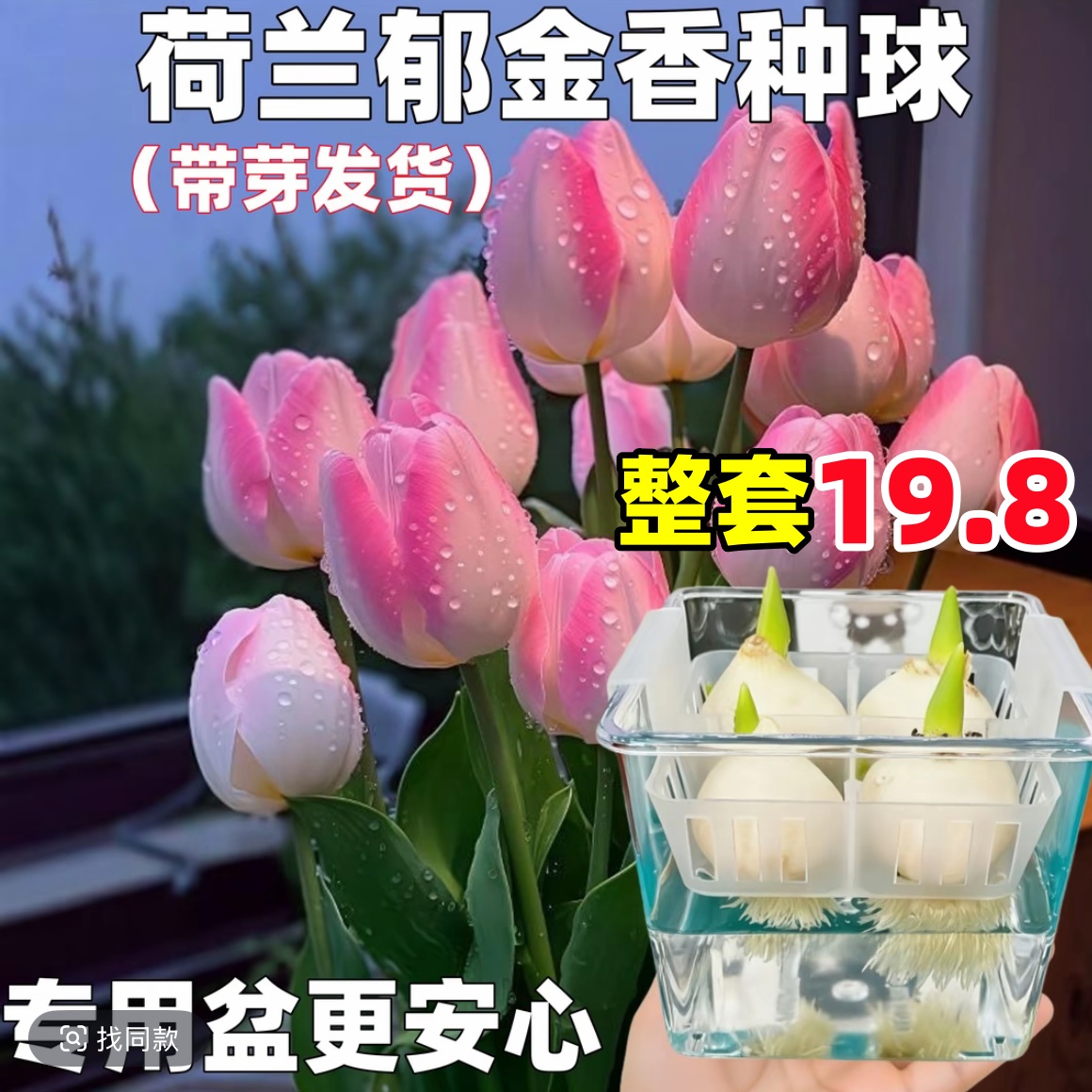 郁金香种球水培植物荷兰进口5度球桌面植物花卉种子阳台耐寒好养