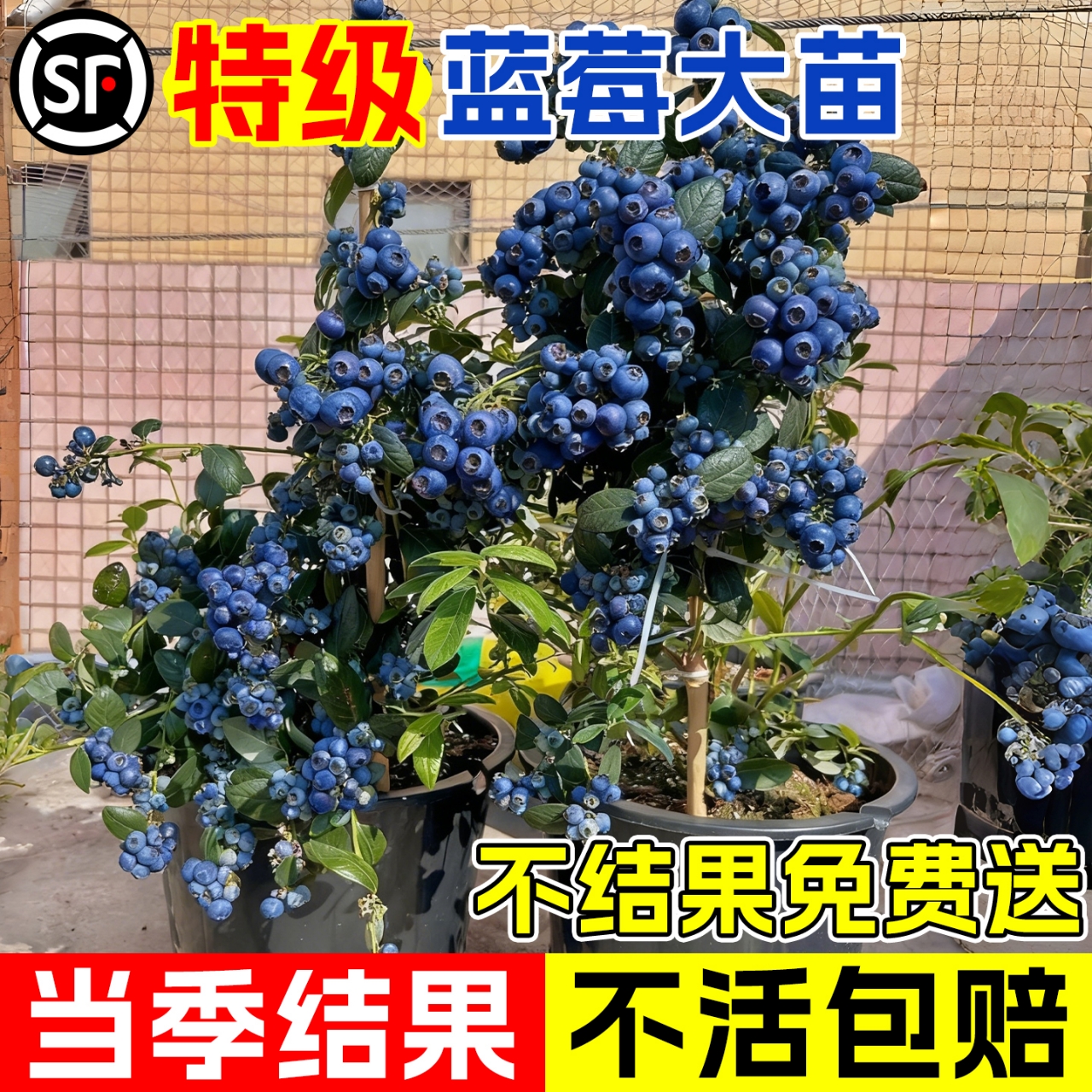 蓝莓特大果树果苗盆栽耐寒包成活