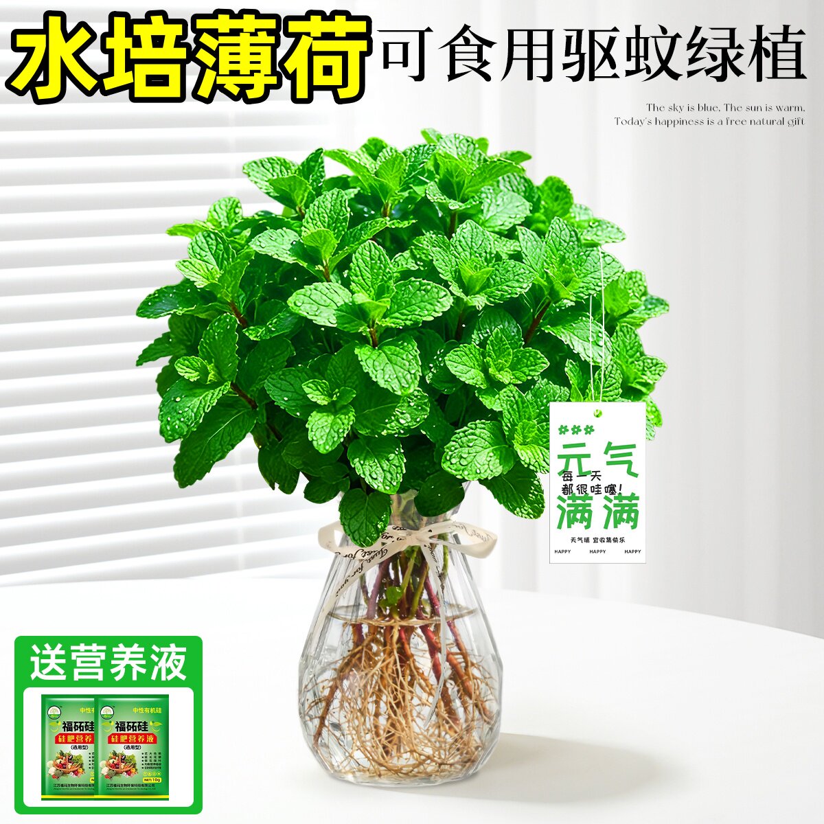 【可吃可赏】水培薄荷盆栽可食用室内植物好养留兰香柠檬薄荷苗叶