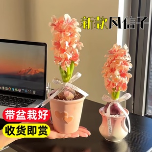 风信子种球盆栽带芽水培植物室内花卉桌面绿植物种子阳台耐寒好养