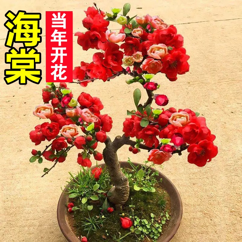 【带花苞发货】海棠花盆栽树苗