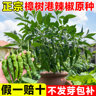 湖南正宗樟树港辣椒种子大全旗舰店阳台蔬菜种子适合八月份种的菜