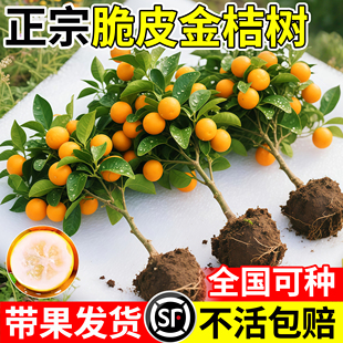 脆皮金桔带叶发货盆栽树苗四季果树可食用橘子苗脆皮金橘室内常绿