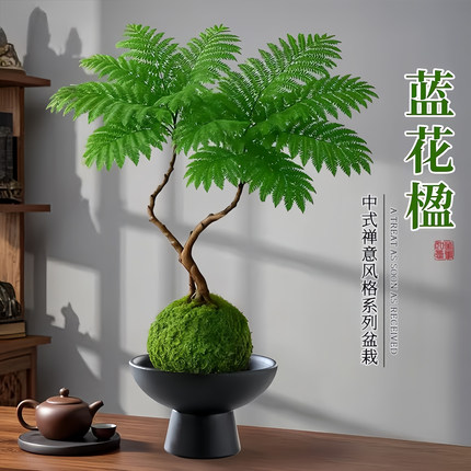 蓝花楹水培植物办公室桌面高级感客厅绿植摆件室内小盆栽四季好养