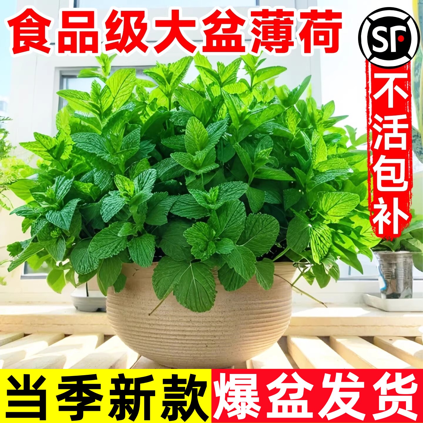 薄荷盆栽驱蚊可食用柠檬薄荷叶水培植物迷迭香室内驱蚊草大盆绿植