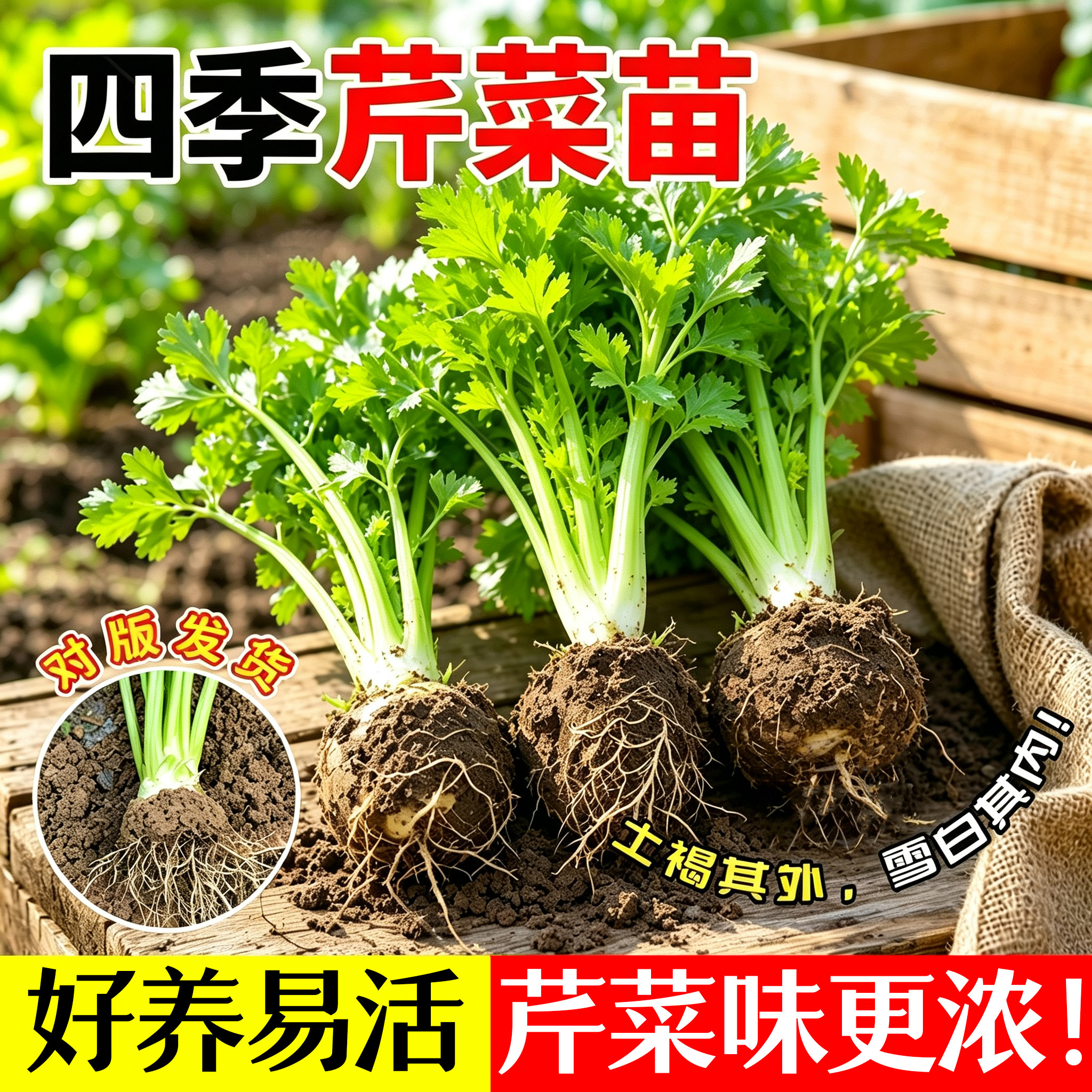 四季芹菜苗秧带土水果小香芹图片