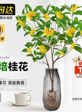 水培桂花盆栽好养绿植水养植物四季桂花树苗鲜切花浓香型室内花卉