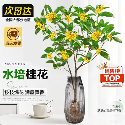 【全网热销10W+】水培桂花室内养