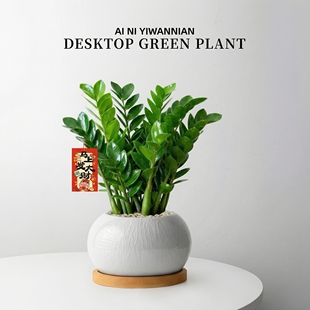 金钱树盆栽室内客厅办公室招财树钱串子大型好养花卉绿植物发财树