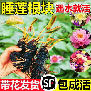 盆栽水培植物庭院大小睡莲花苗 池塘睡莲花鱼缸睡莲根块带花苞四季