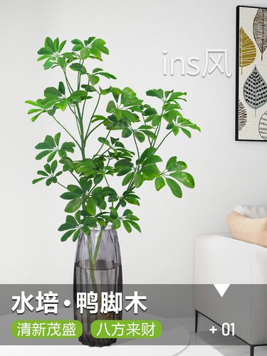 鸭脚木办公桌卧室客厅无