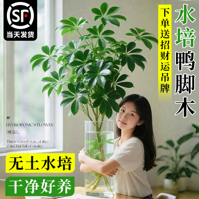 【带根老桩】造型鸭脚木水培绿植