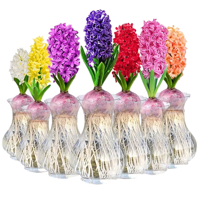 【带芽带根发货】风信子种球水培