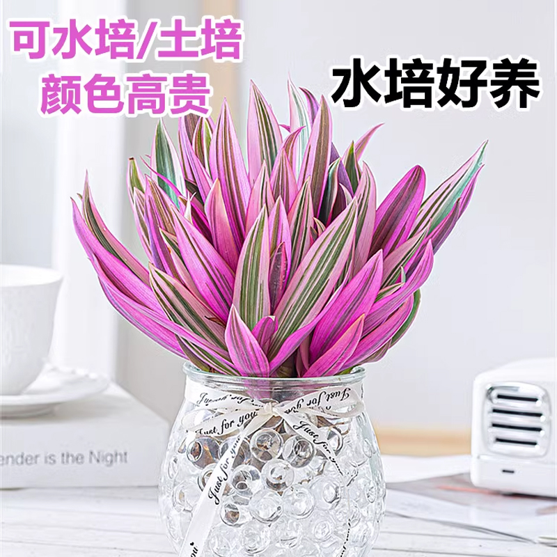 紫露兰水培绿植物吊兰小盆栽室内办公室桌面花卉油画婚礼四季好养