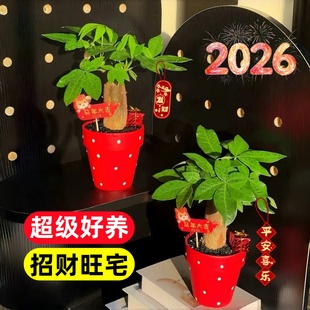 2026新款发财树小盆栽客厅招财办公室内桌面绿植物新年宵花卉摆件