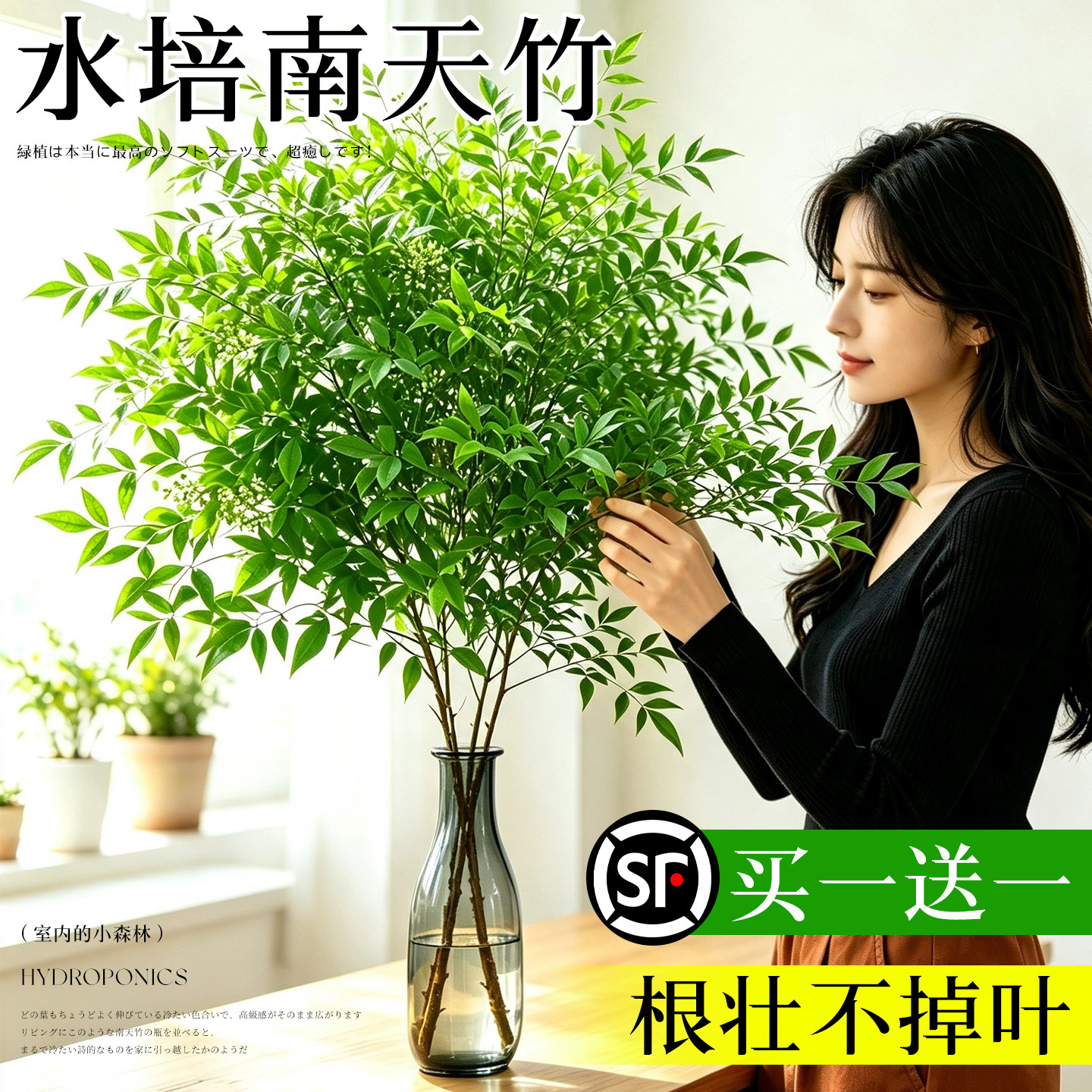 【热销】南天竹水培植物室内绿植图片
