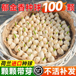 荷兰进口郁金香种球5度球种子盆栽阳台花卉植物室内花好养活四季