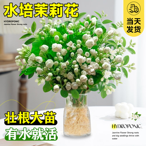 【已售10w+】水培茉莉带花好养