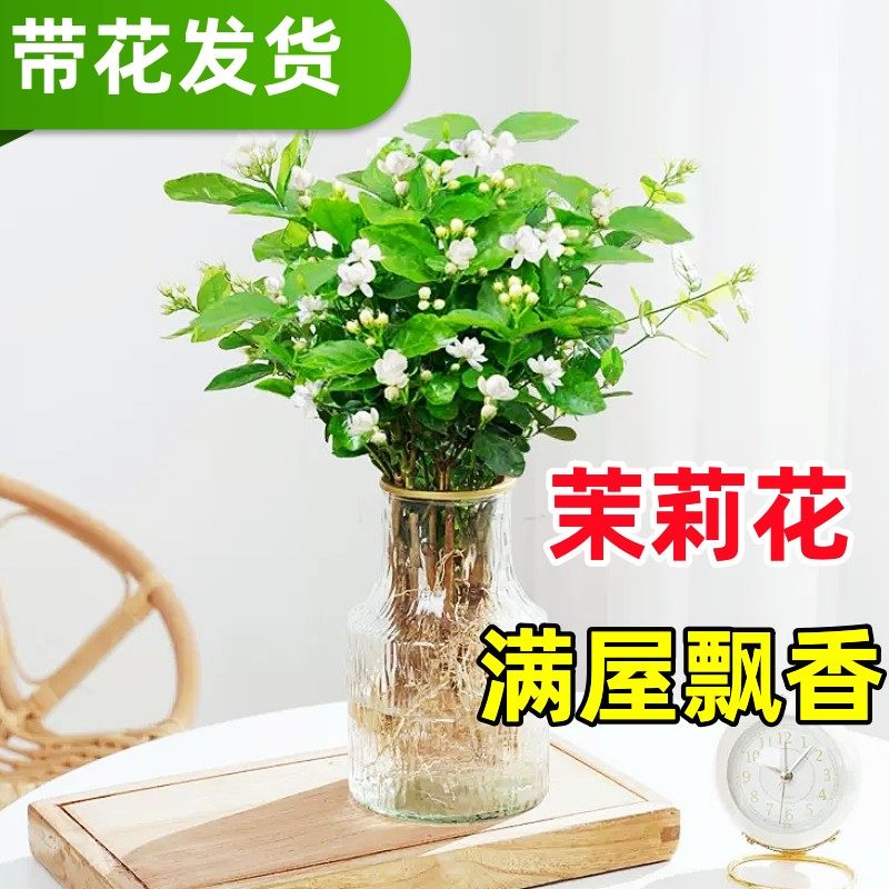 水培茉莉花盆栽带花苞四季开花水培植物室内好养办公室驱蚊虫花卉