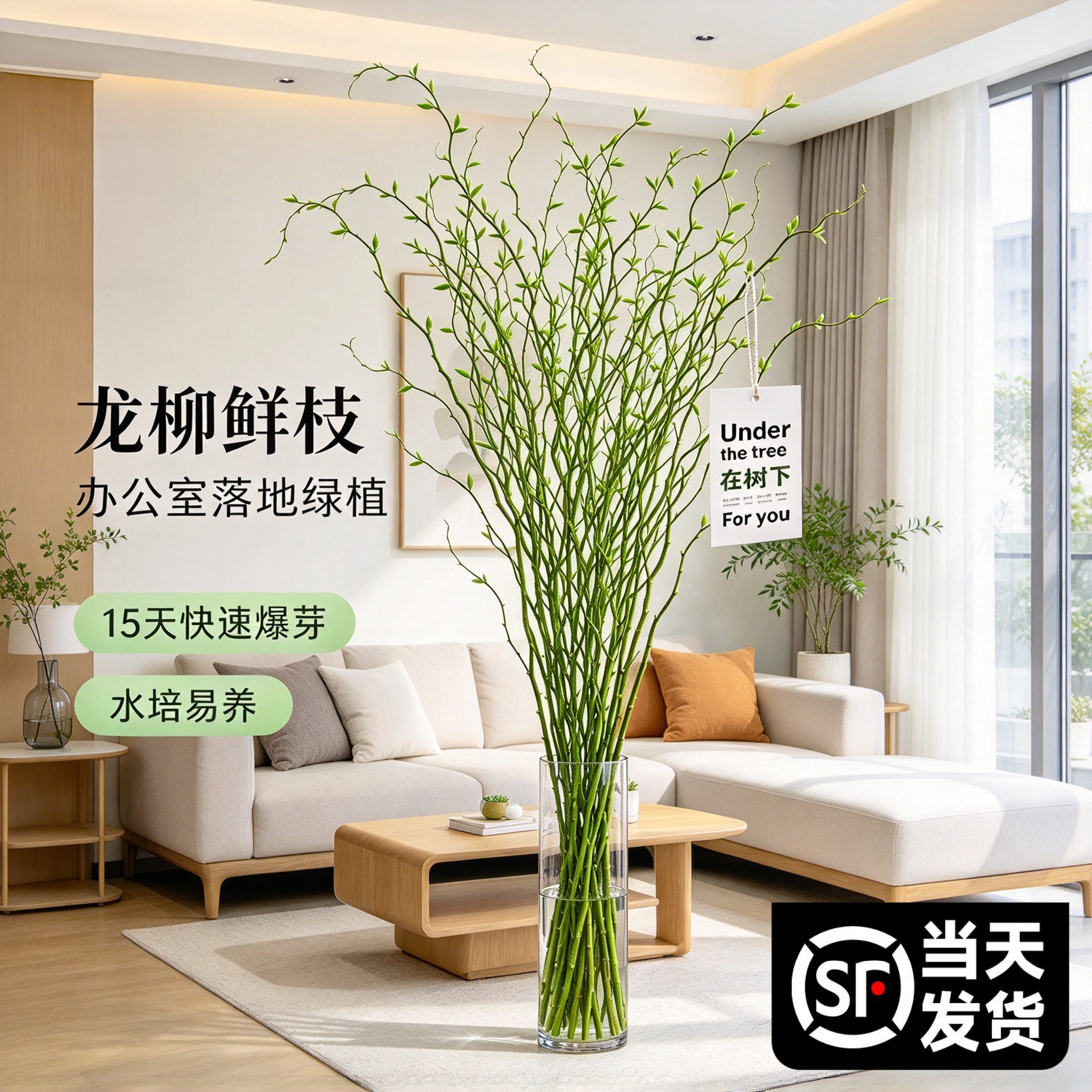 龙柳鲜枝水培植物室内好养绿植插花干枝雪柳切花水养客厅吊钟盆栽