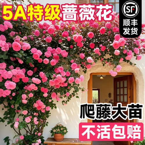 【1米6大苗】蔷薇花苗爬藤月季