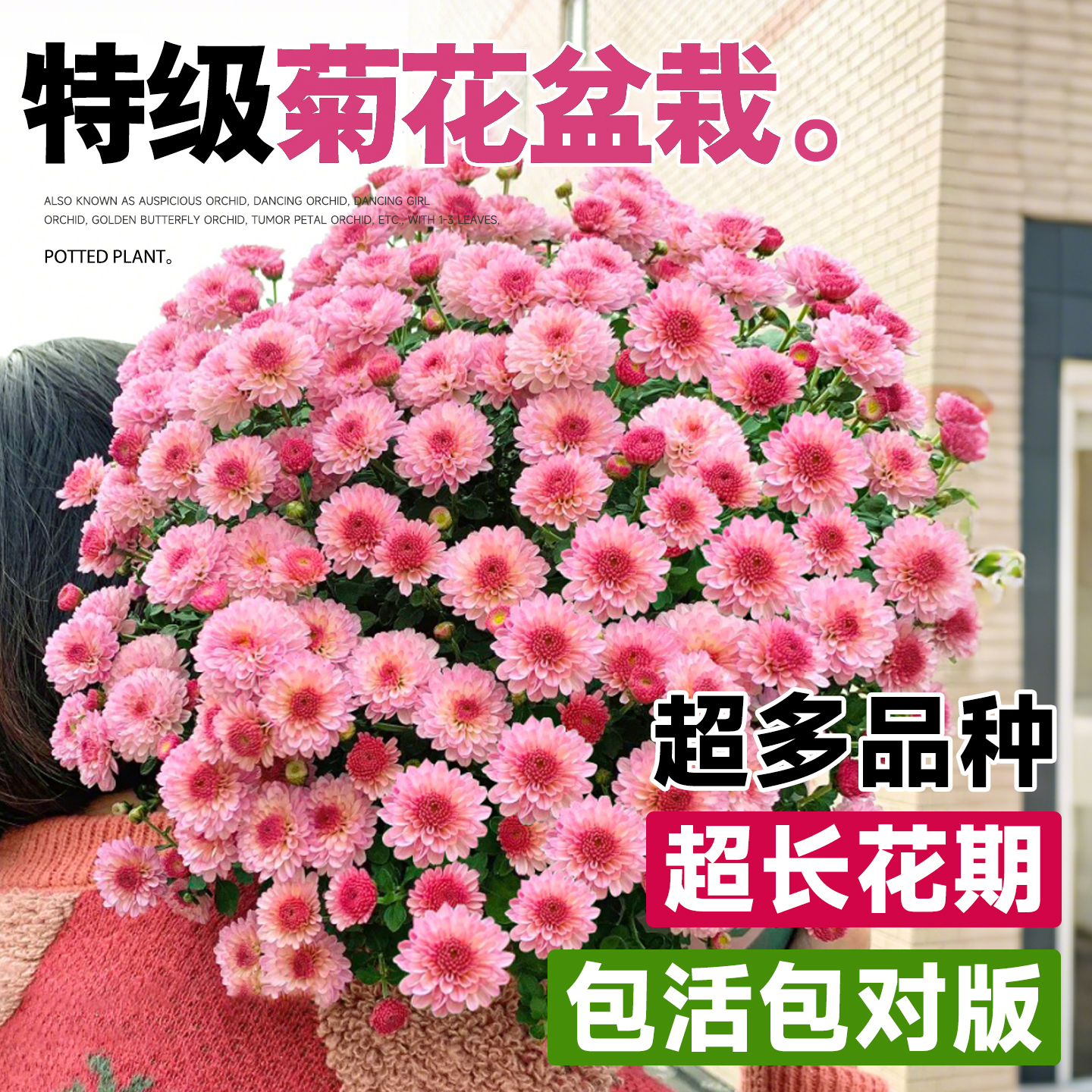 大花菊花苗特级正品盆栽四季开花