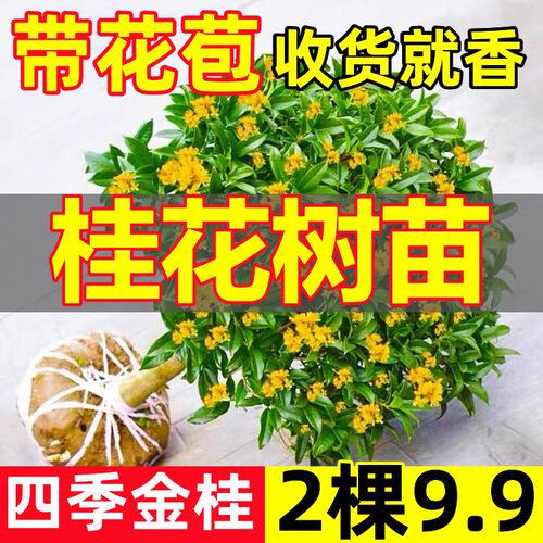 【带花苞发货】四季桂花树苗盆栽