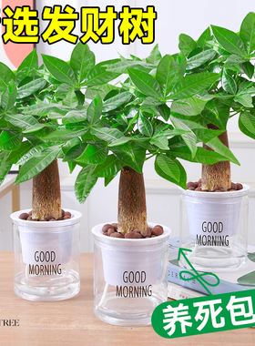 发财树室内小盆栽绿植花卉水培植物绿萝文竹四季好养活办公室桌面