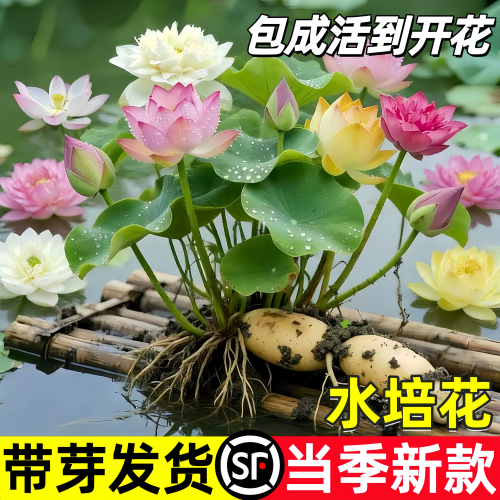观赏荷花藕种带芽盆栽水培绿植物