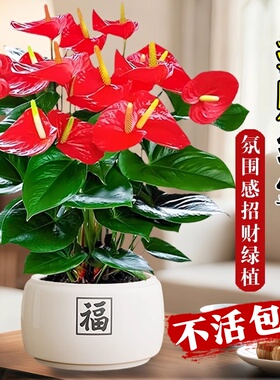红掌盆栽带花大号客厅桌面盆景鸿运当头办公室内开花卉绿植物四季