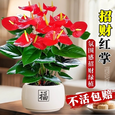 大花红掌盆栽客厅招财旺宅