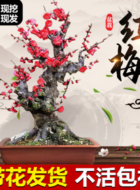 原生红梅花盆栽树苗老桩盆景阳台庭院绿植物浓香花卉耐寒四季腊梅