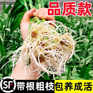 带根富贵竹水培植物养转运竹子绿植盆栽花卉室内客厅招发财树绿萝