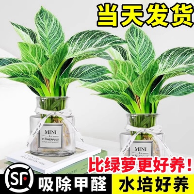 铂金钻水培植物室内绿植