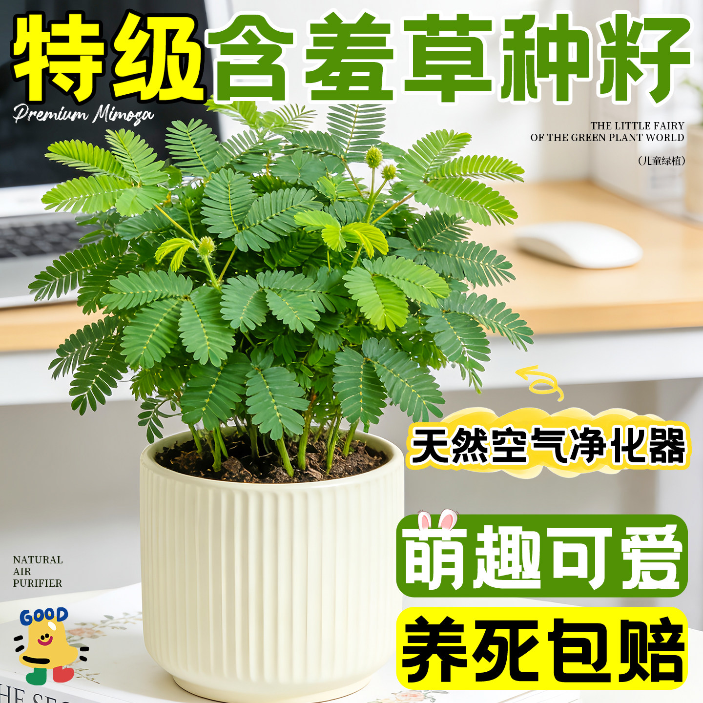 含羞草种子盆栽办公室桌面情绪稳定四季绿植室内阳台趣味植物好活