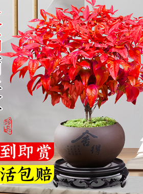 火焰南天竹盆栽客厅室内绿植红叶桌面盆景小矮桩特级树苗四季好养