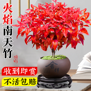 火焰南天竹盆栽客厅室内绿植红叶桌面盆景小矮桩特级树苗四季好养