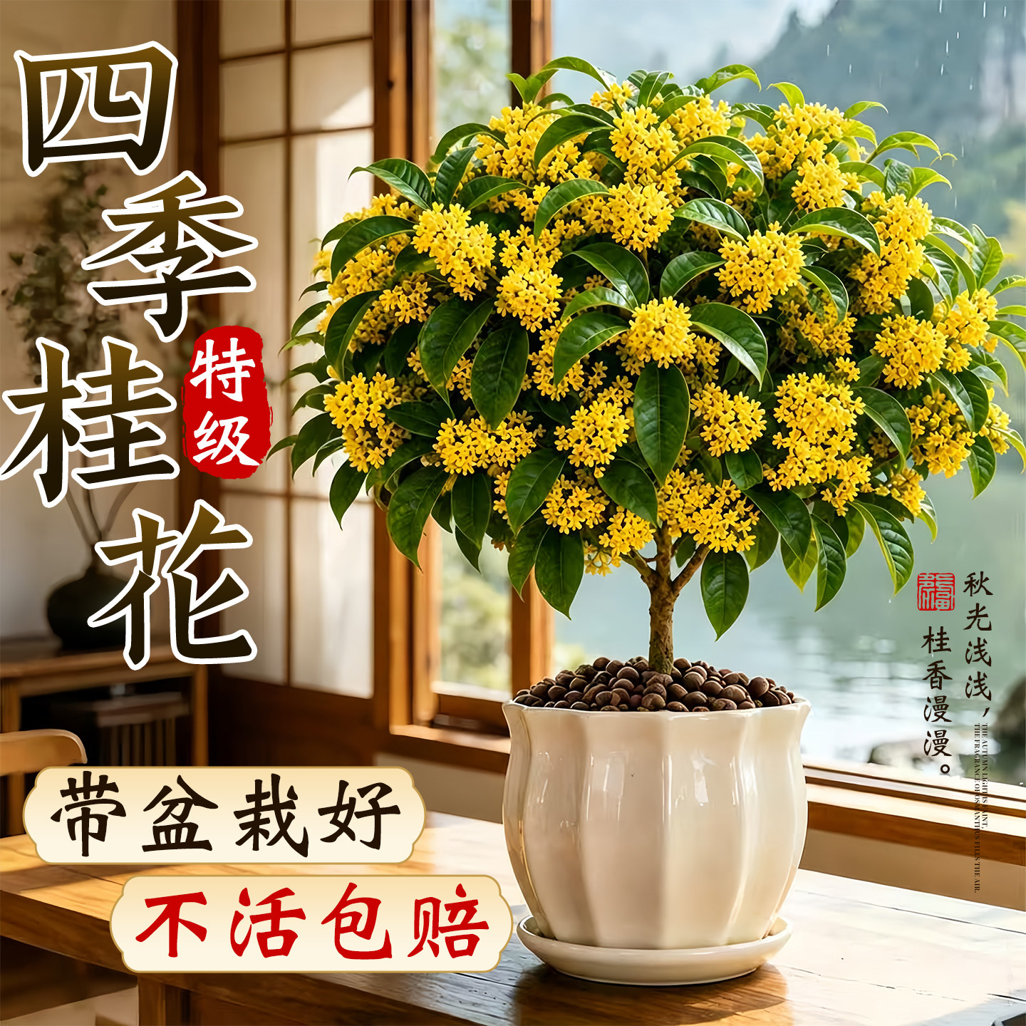 桂花树苗四季盆栽可食用开